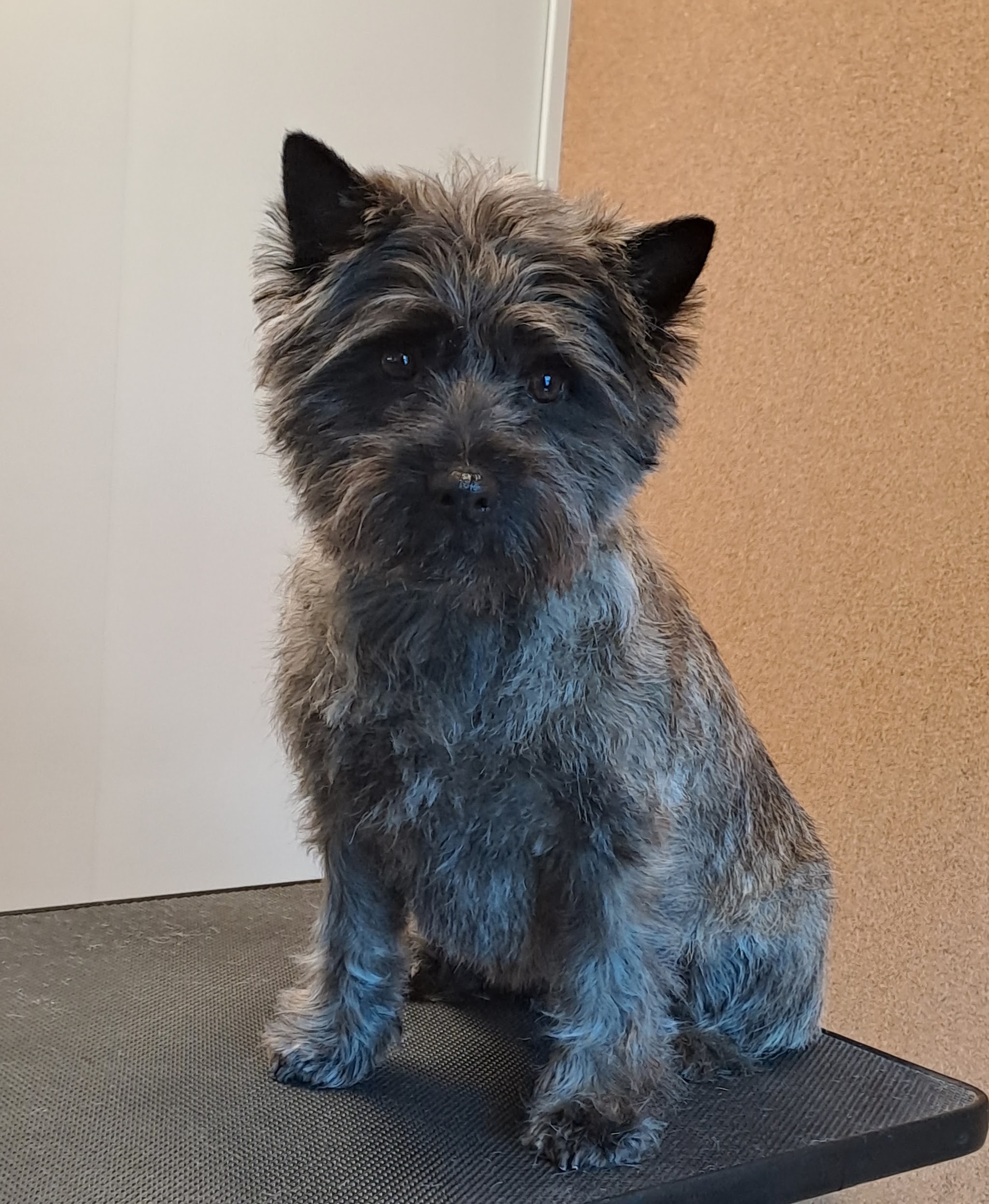 Een verzorgde donkergrijze hond op de trimtafel
