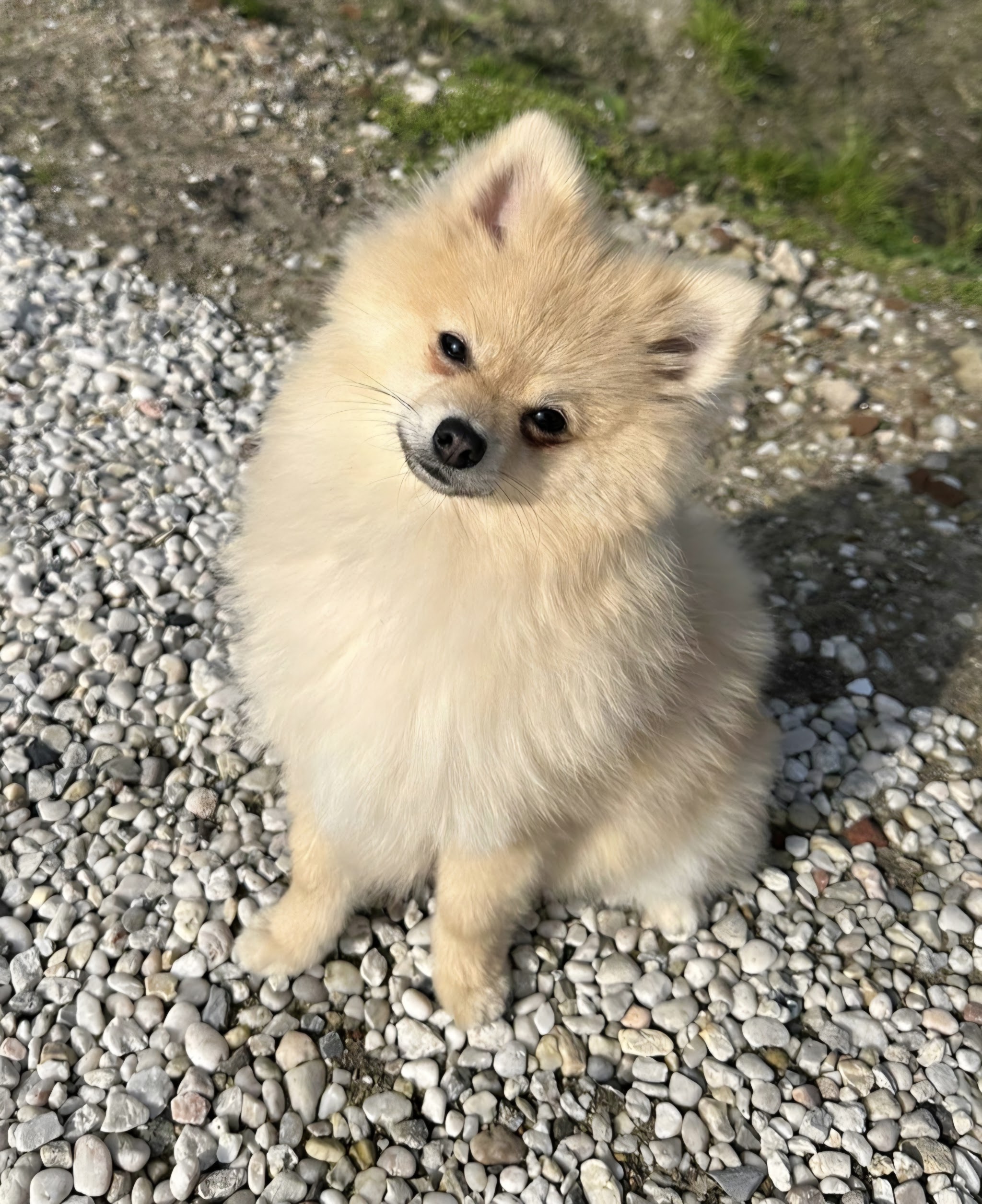 Een verzorgd klein, lichtbruin hondje buiten op het grind