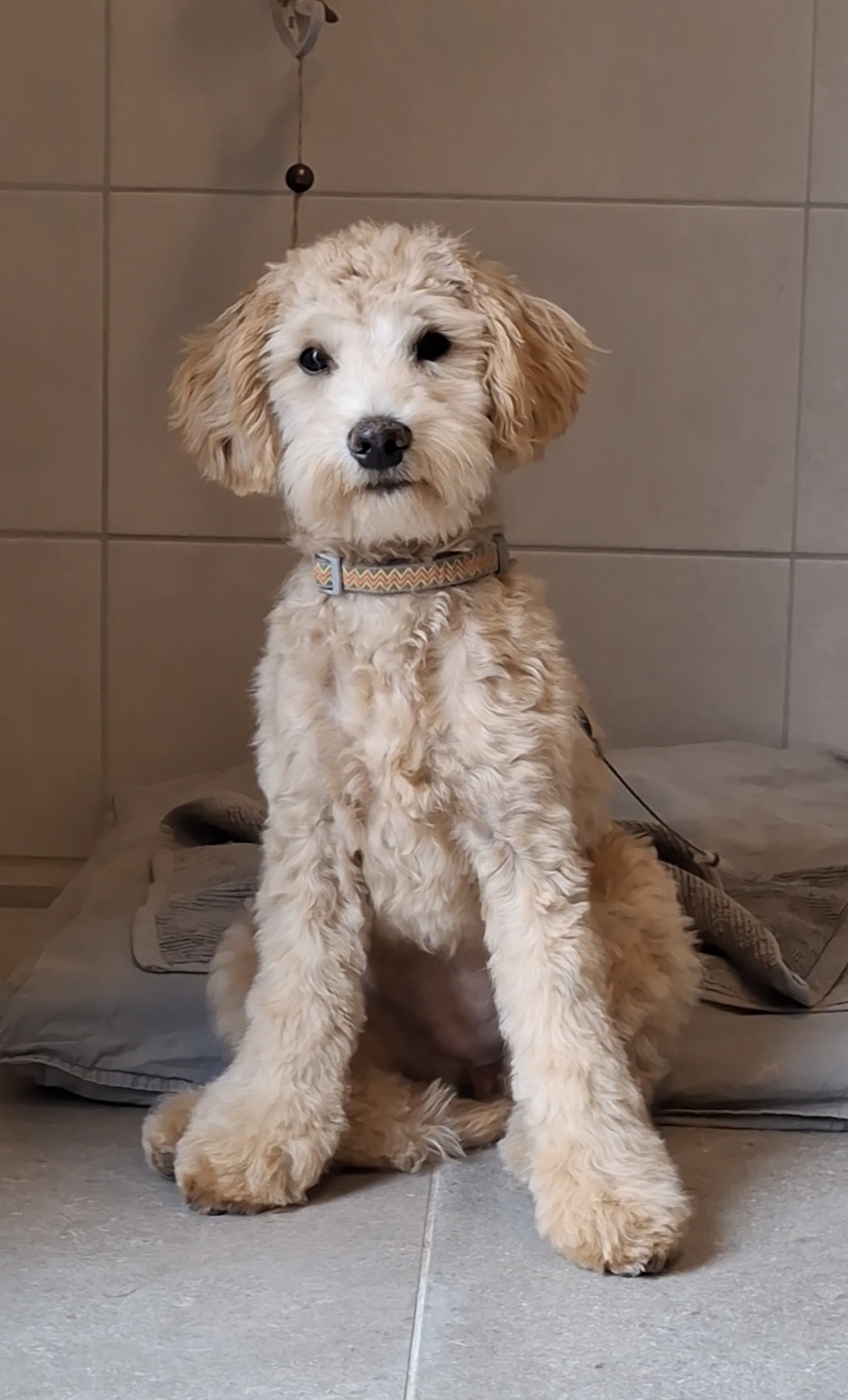 Een geknipte, lichtgekleurde hond met krullende vacht