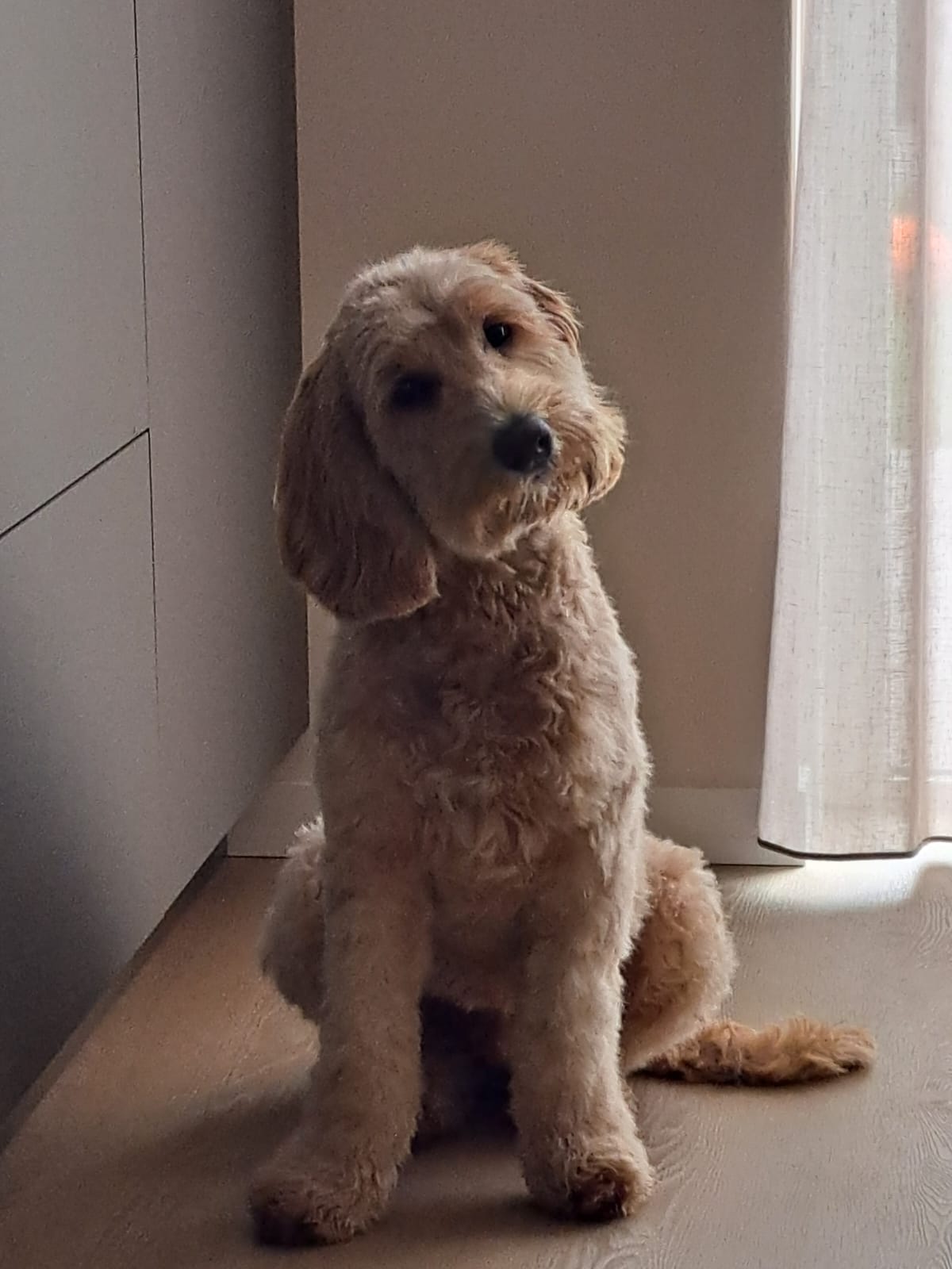 Een goudkleurige hond met verzorgde vacht bij het raam